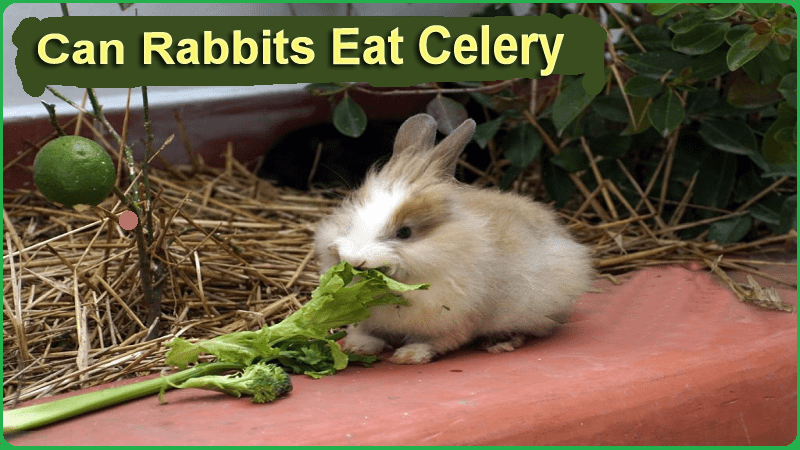 Can Rabbits Eat Celery Can Rabbits Eat Celery