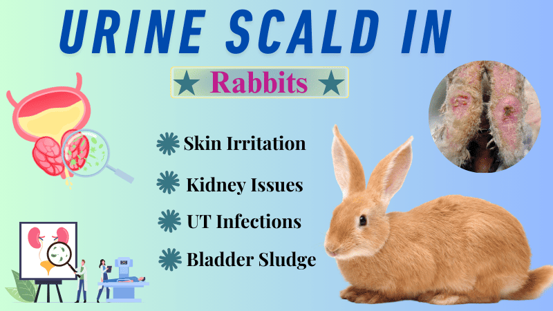 Urine Scald in Rabbits Urine Scald in Rabbits