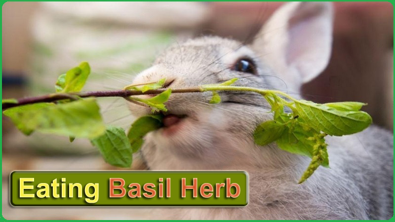 Can Rabbits Eat Basil Can Rabbits Eat Basil