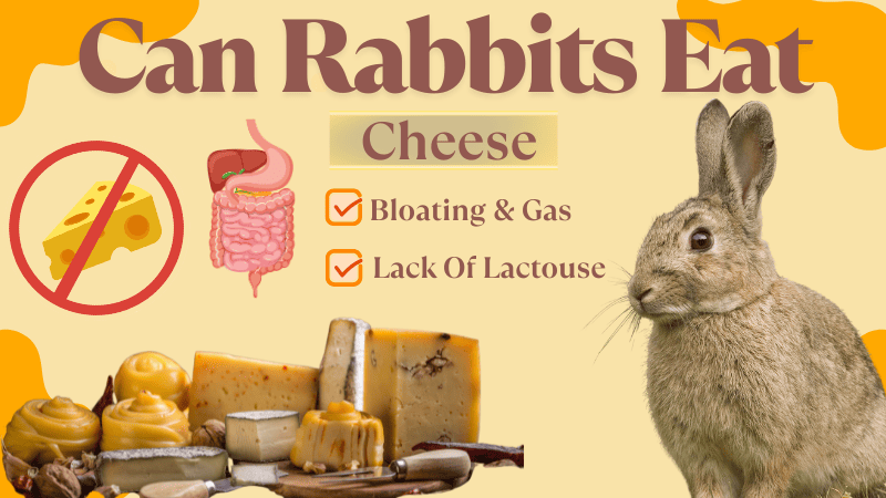 Can Rabbits Eat Cheese Can Rabbits Eat Cheese