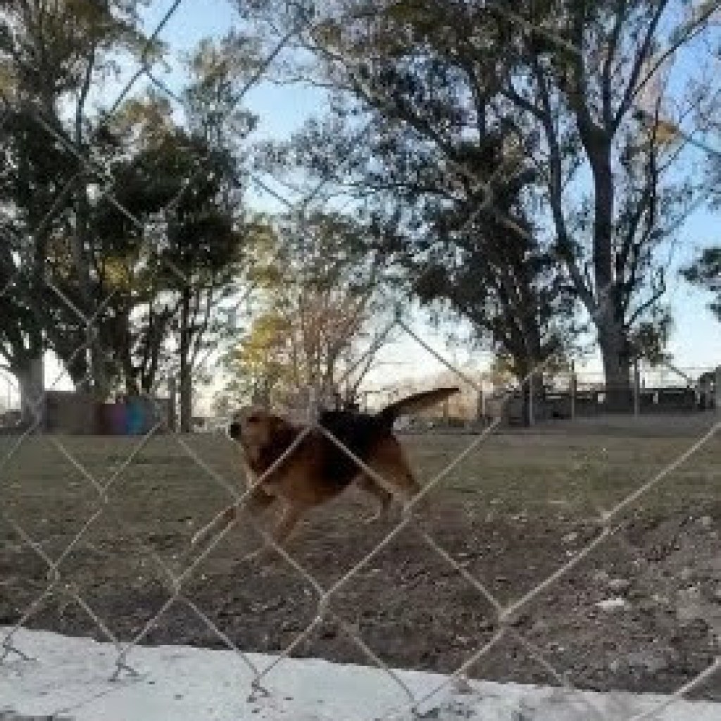 CONSTRUCCIÓN NUEVOS CANILES CONSTRUCCIÓN NUEVOS CANILES