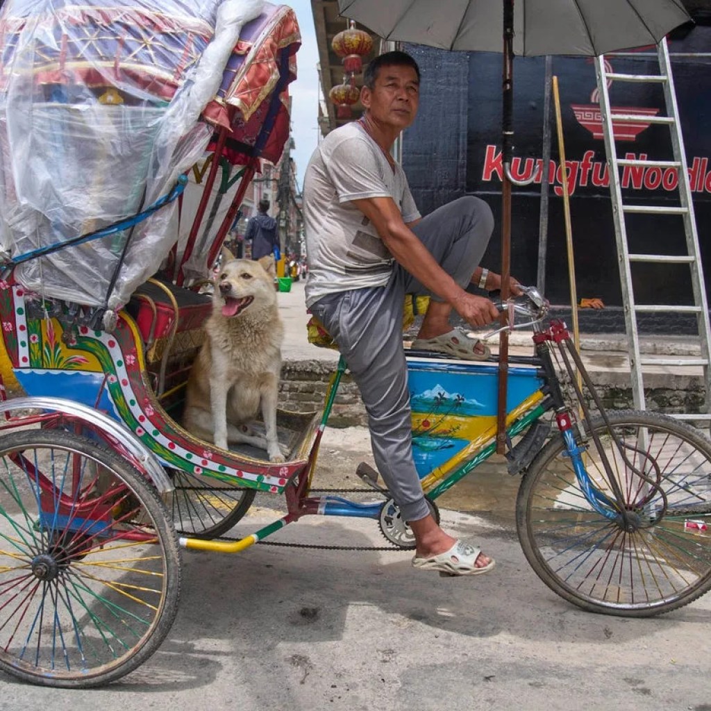 काठमाडौंका एक रिक्सा चालक र उनको कुकुरले पर्यटकहरूको ध्यान खिचे काठमाडौंका एक रिक्सा चालक र उनको कुकुरले पर्यटकहरूको ध्यान खिचे