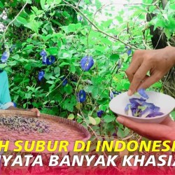 Cara Memasak Bunga Telang Resep dan Variasi Lezat Cara Memasak Bunga Telang Resep dan Variasi Lezat