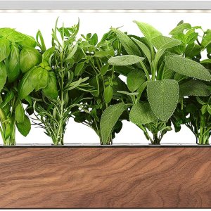 EDN SmallGarden with Basil SeedPods, Indoor Grow Smart Garden for iOS Devices – Fresh Home Grown Herbs, Plants and Flowers – Grow up to 10 Different Plants at Once