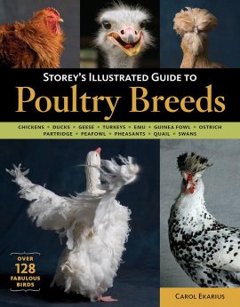Storey’s Illustrated Guide to Poultry Breeds: Chickens, Ducks, Geese, Turkeys, Emus, Guinea Fowl, Ostriches, Partridges, Peafowl, Pheasants, Quails, Swans Storey’s Illustrated Guide to Poultry Breeds: Chickens, Ducks, Geese, Turkeys, Emus, Guinea Fowl, Ostriches, Partridges, Peafowl, Pheasants, Quails, Swans