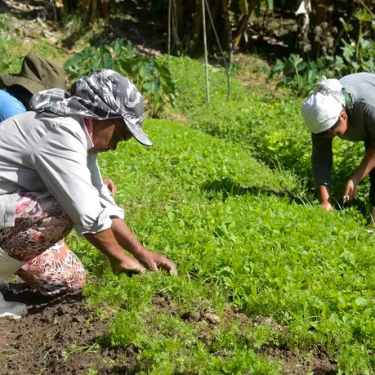 Dia de celebrar quem cultiva o campo e alimenta o Brasil Dia de celebrar quem cultiva o campo e alimenta o Brasil
