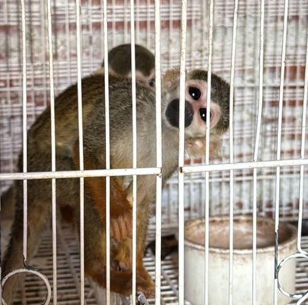 Operação da PF combate tráfico de animais com conexão em Juazeiro Operação da PF combate tráfico de animais com conexão em Juazeiro