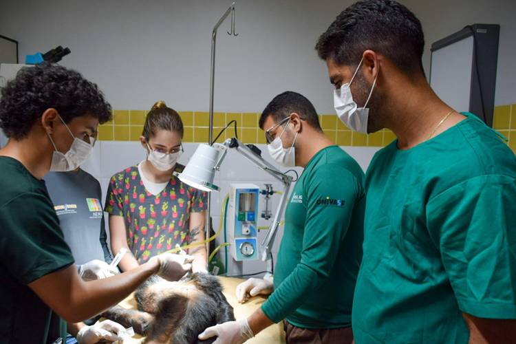 Abordagem multidisciplinar na conservação da fauna é essencial, diz Univasf Abordagem multidisciplinar na conservação da fauna é essencial, diz Univasf
