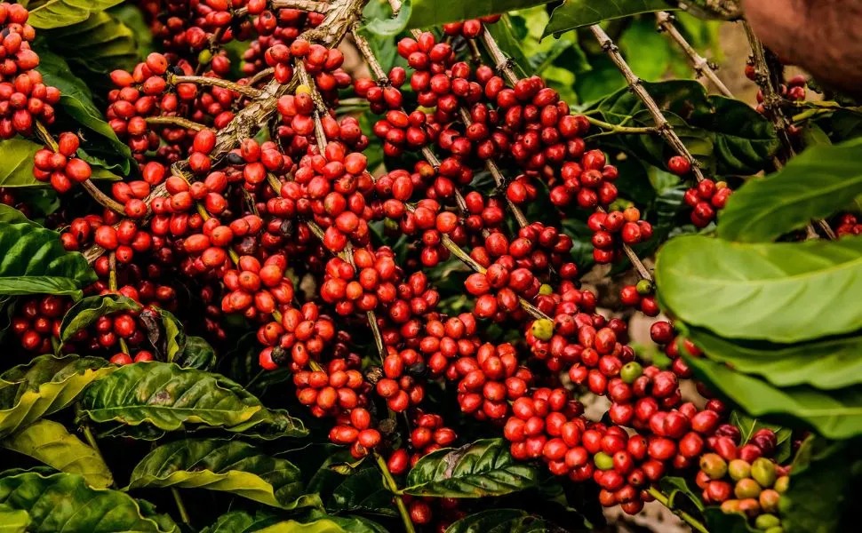 Preço do café dispara e clima é um dos motivos Preço do café dispara e clima é um dos motivos
