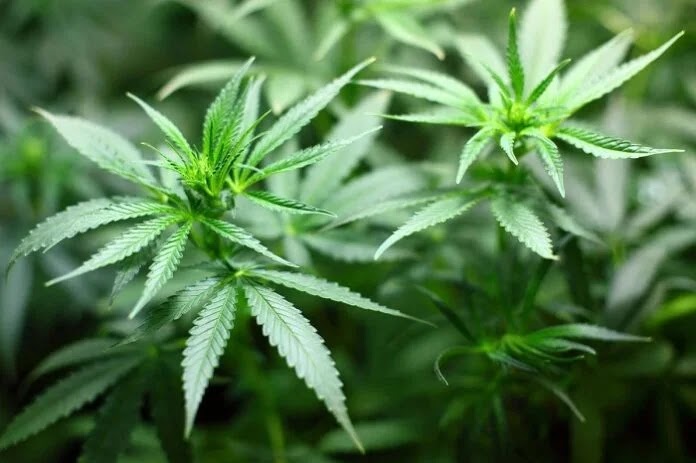 Anvisa fará consulta pública para atualizar regulamentação da cannabis Anvisa fará consulta pública para atualizar regulamentação da cannabis