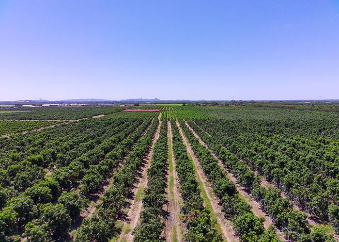 Brasil pode perder bilhões com nova tarifa dos EUA sobre produtos agrícolas Brasil pode perder bilhões com nova tarifa dos EUA sobre produtos agrícolas