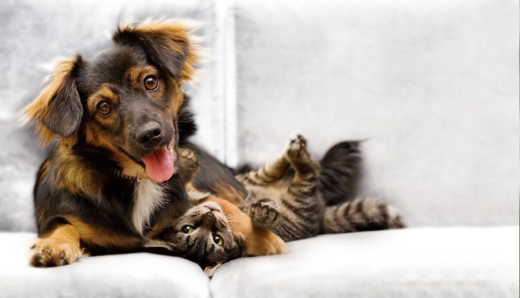 Prefeitura de Juazeiro divulga primeira lista de beneficiados no Projeto de Castração de cães e gatos nesta quinta-feira (11) Prefeitura de Juazeiro divulga primeira lista de beneficiados no Projeto de Castração de cães e gatos nesta quinta-feira (11)