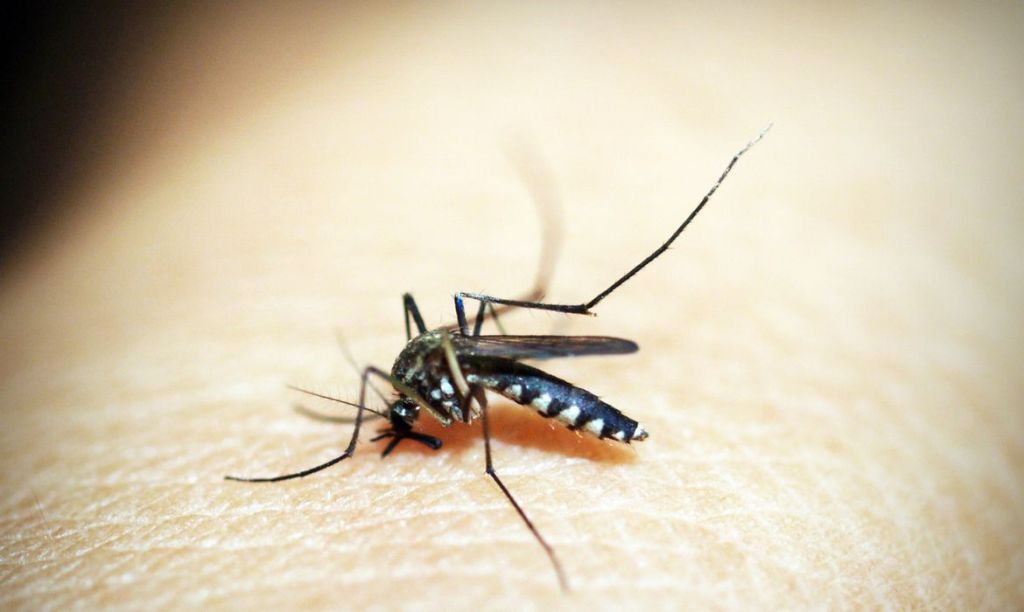Casos de dengue e chikungunya custaram R$ 1,2 bi ao sistema de saúde Casos de dengue e chikungunya custaram R$ 1,2 bi ao sistema de saúde