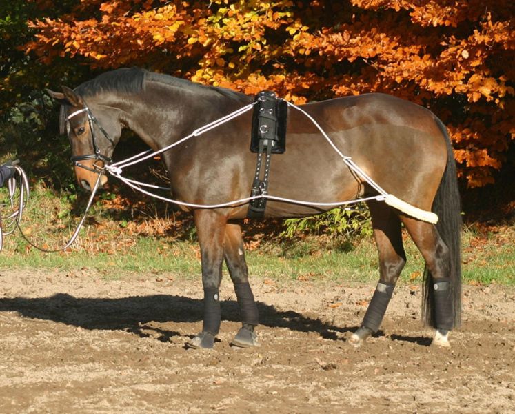 Busse Longierhilfe PROFESSIONAL Busse Longierhilfe PROFESSIONAL