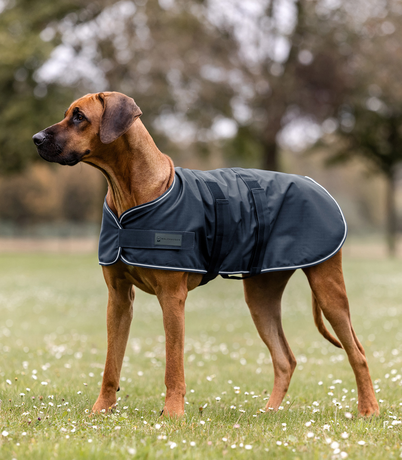Waldhausen Regen-Hundedecke