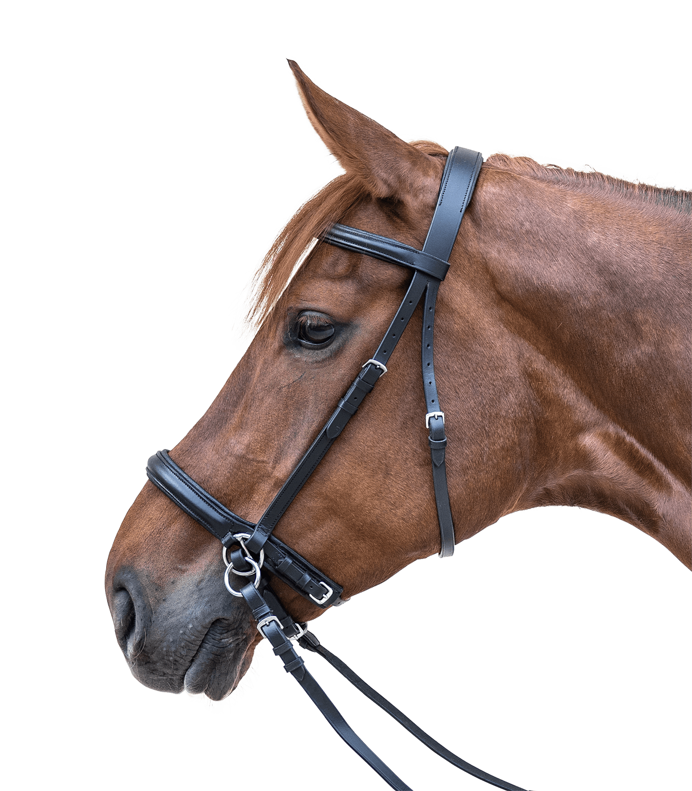 Waldhausen STAR Zaum Gebisslos Waldhausen STAR Zaum Gebisslos