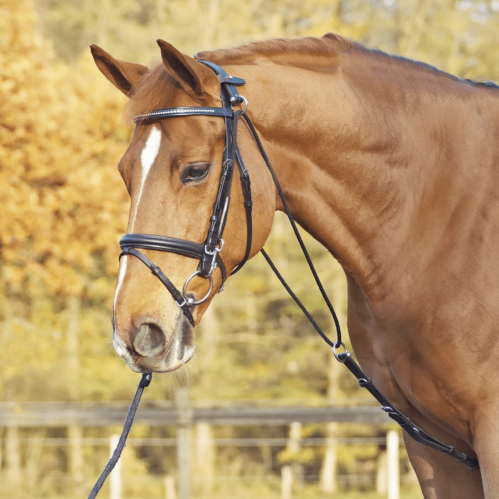 BUSSE Chambon BASIC BUSSE Chambon BASIC