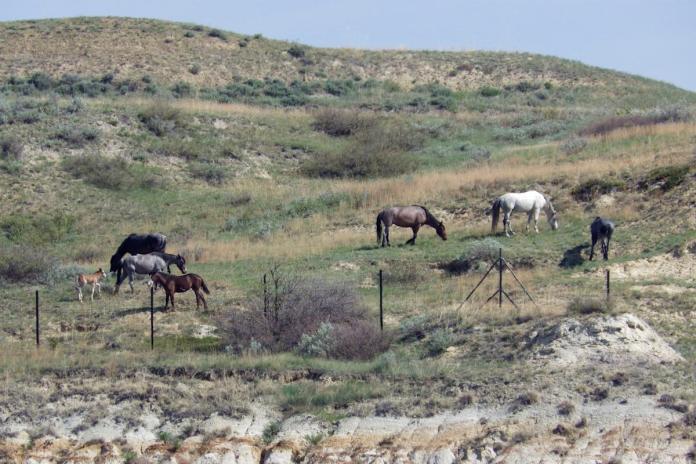 Beloved wild horses that roam Theodore Roosevelt National Park may be removed. Many oppose the plan Beloved wild horses that roam Theodore Roosevelt National Park may be removed. Many oppose the plan