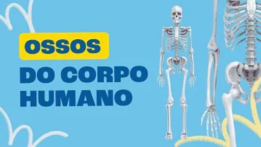 Qual é o menor osso do corpo humano? Qual é o menor osso do corpo humano?