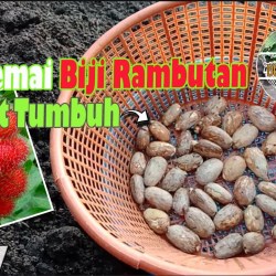 Cara Memasak Biji Rambutan Panduan Lengkap ala Anak Surabaya Cara Memasak Biji Rambutan Panduan Lengkap ala Anak Surabaya