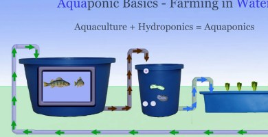 Exploring the Electricity Usage in Aquaponics Systems Exploring the Electricity Usage in Aquaponics Systems