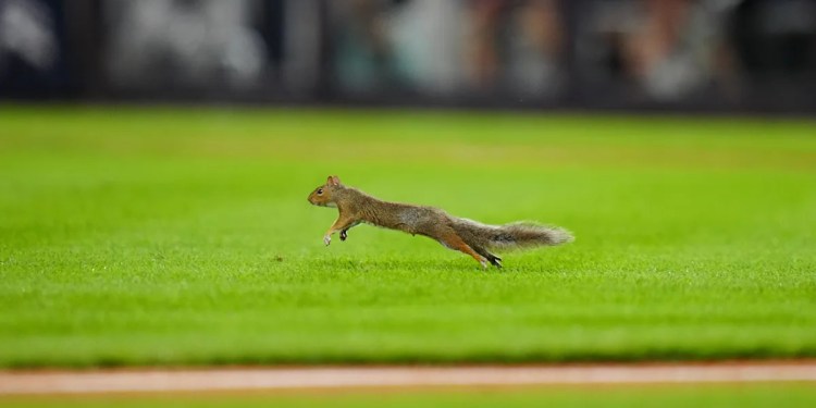 Squirrel briefly stops Yankees-Red Sox rivalry game after running onto the field at Yankee Stadium Squirrel briefly stops Yankees-Red Sox rivalry game after running onto the field at Yankee Stadium