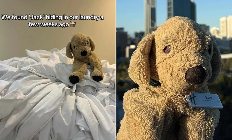The child has left his or her pet back to the holiday house. Then workers’ efforts to find the owner of the owner The child has left his or her pet back to the holiday house. Then workers’ efforts to find the owner of the owner