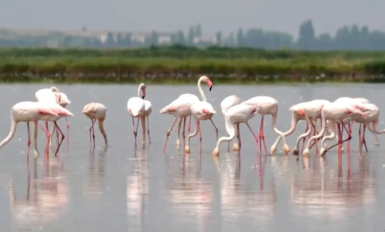 Flamingos stimulating trouble and shattered irisotto rice northeast Italy Flamingos stimulating trouble and shattered irisotto rice northeast Italy
