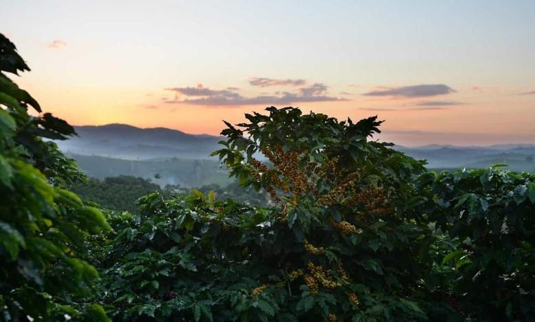 Rainfills and frosted threats in the prices of Brazil Push Rainfills and frosted threats in the prices of Brazil Push