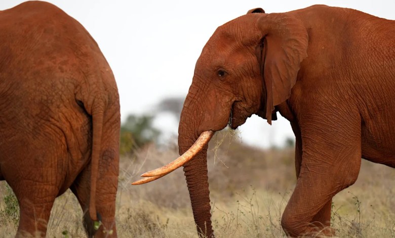 Kenya farmers use bees and sesame to keep elephants of robbery Kenya farmers use bees and sesame to keep elephants of robbery
