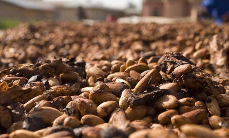West west of the rainbow of cocoa crops and undercut prices West west of the rainbow of cocoa crops and undercut prices