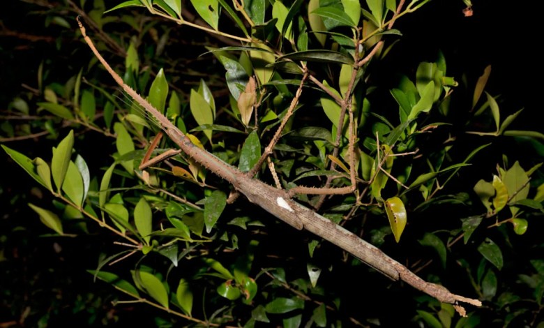New “great” forms are found by insects in Australia growing in millions of years New “great” forms are found by insects in Australia growing in millions of years