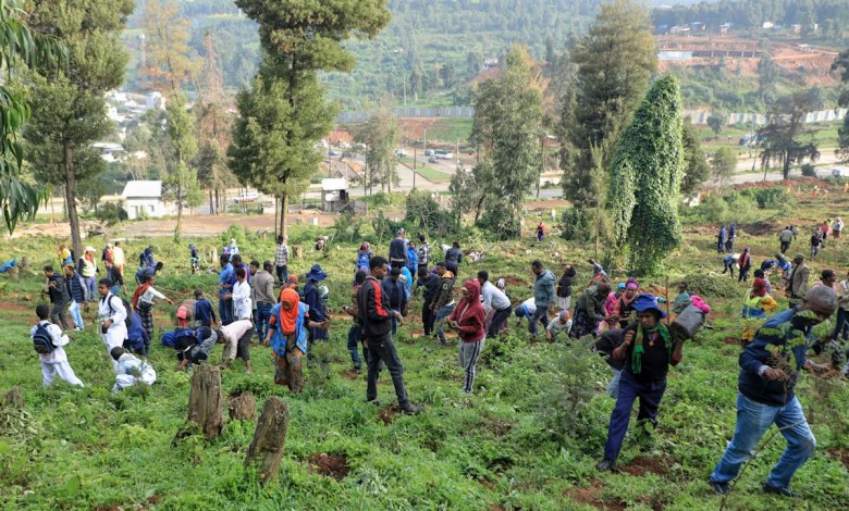 The Ethiopian tree campaign continues the goal of growing 700 million seedlings in one day The Ethiopian tree campaign continues the goal of growing 700 million seedlings in one day