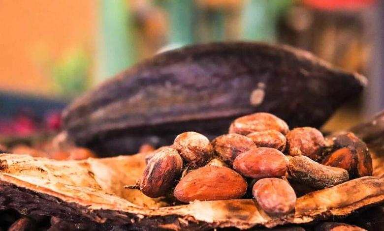 Growing conditions growing in West Africa Western Cocoa Prices Growing conditions growing in West Africa Western Cocoa Prices