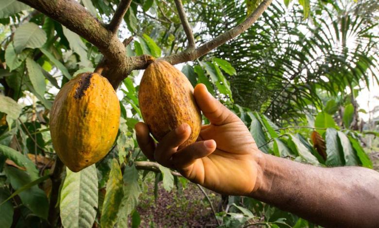 Cameroon Cocoa Boom suggests forests Cameroon Cocoa Boom suggests forests