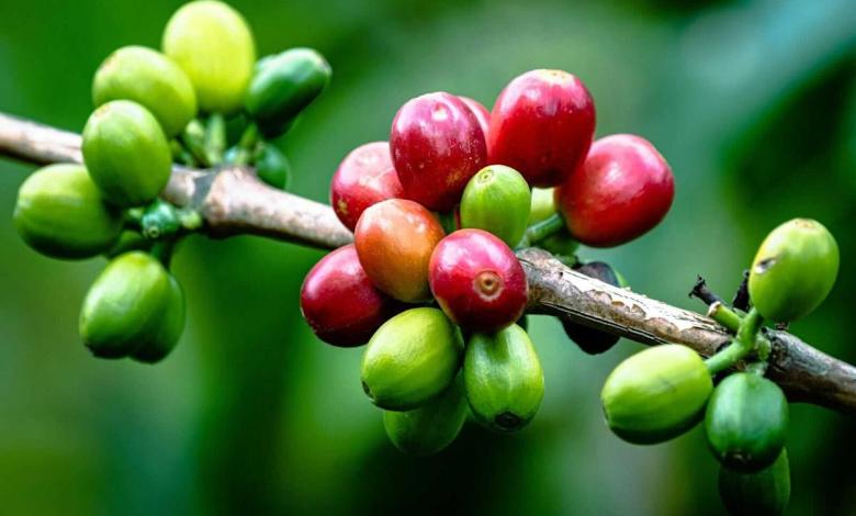 The prices of the lowest coffee coffee in Brazil The prices of the lowest coffee coffee in Brazil