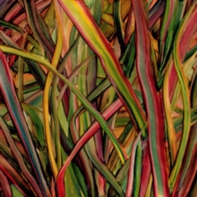 Where Wildness Grows