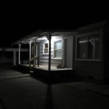 Birds Tricked Into The Trees