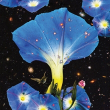 Nighttime Birds And Morning Stars