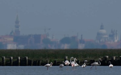 Venice’s growing flamingo population finds refuge in recovering wetlands Venice’s growing flamingo population finds refuge in recovering wetlands