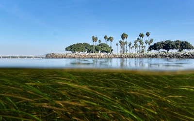 Climate change is outpacing evolution. Scientists are using DNA to catch up Climate change is outpacing evolution. Scientists are using DNA to catch up