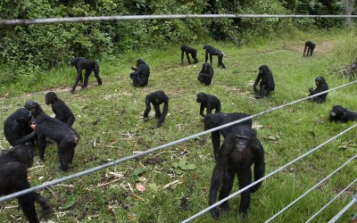 A rare sanctuary in Congo looks after baby bonobos away from poaching threat A rare sanctuary in Congo looks after baby bonobos away from poaching threat