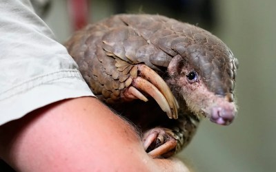 These shy, scaly anteaters are the most trafficked mammals in the world These shy, scaly anteaters are the most trafficked mammals in the world