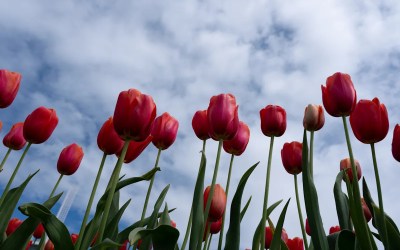 Scientists say don't forget about plants. Climate change is endangering tens of thousands of species Scientists say don't forget about plants. Climate change is endangering tens of thousands of species