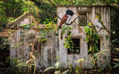 Across the forgotten walls of a Hong Kong island, a flock of bird murals rises Across the forgotten walls of a Hong Kong island, a flock of bird murals rises