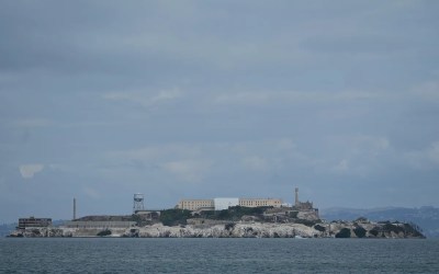 Male coyote swam 2 miles to Alcatraz Island, twice as far as biologists had expected Male coyote swam 2 miles to Alcatraz Island, twice as far as biologists had expected