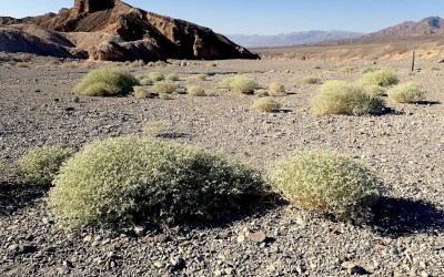 In a Death Valley Shrub, Scientists See a Blueprint for Heat-Proof Crops In a Death Valley Shrub, Scientists See a Blueprint for Heat-Proof Crops