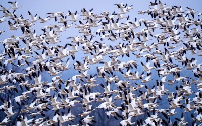 Raucous bird tornado touches down as snow geese make annual flight to Arctic Raucous bird tornado touches down as snow geese make annual flight to Arctic