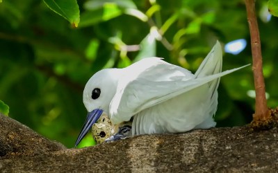 How a seabird native to Hawaii has adapted to life in Honolulu's concrete jungle How a seabird native to Hawaii has adapted to life in Honolulu's concrete jungle