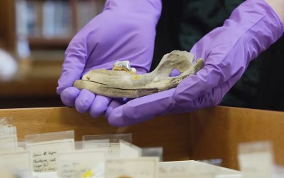 New studies of old dogs help scientists understand where they came from New studies of old dogs help scientists understand where they came from